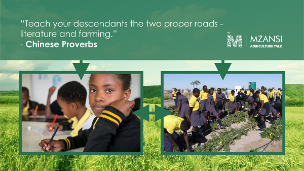 Proverbs Rice Farming Chinese Proverbs – Mzansi Agriculture Talk