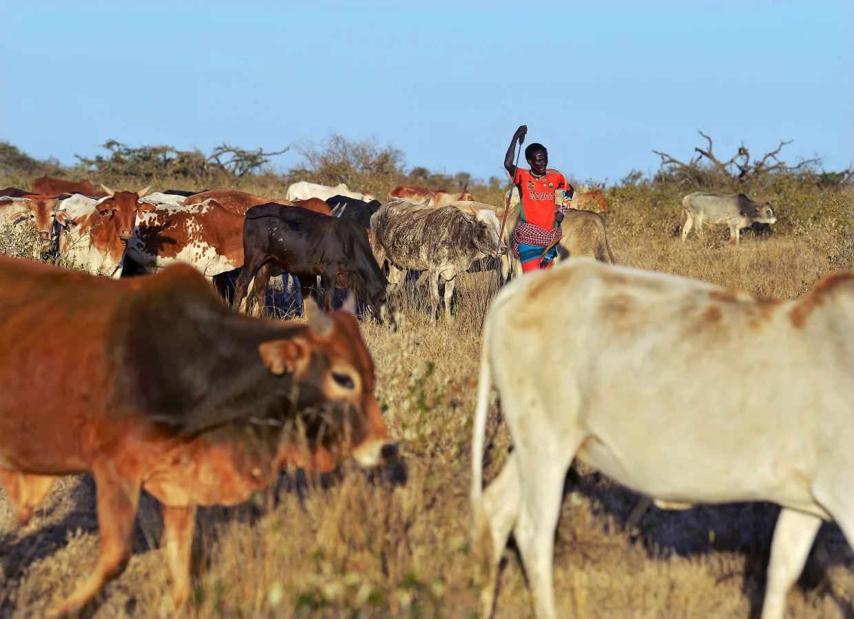 Traditional ways of preserving livestock through drought – Mzansi  Agriculture Talk