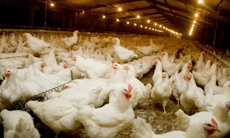 Broiler chicken