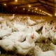 Broiler chicken