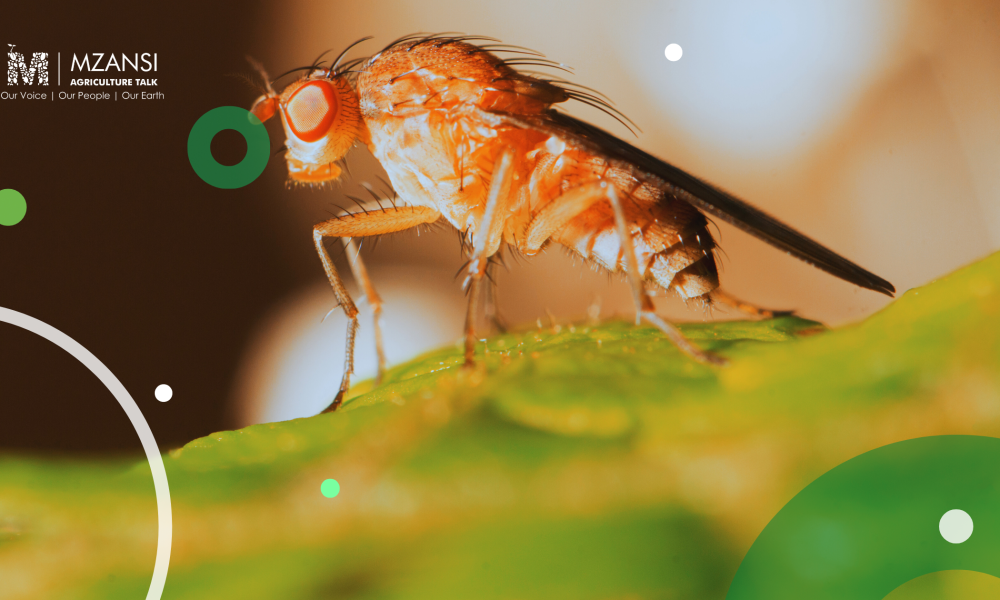 UP researcher advances fruit fly management through innovative study ...