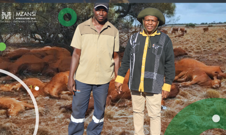 MEC Madoda Sambatha with Christopher Maema assessing the damage after tragic lightning strike claimed 53 Bonsmara cattle.